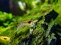 Amano shrimp arches its back after shedding its shell.