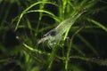 Amano shrimp, Caridina multidentata on the freshwater plant Royalty Free Stock Photo