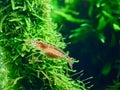 Amano shrimp in aquarium Royalty Free Stock Photo