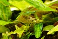 Amano shrimp