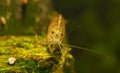 Amano shrimp. Royalty Free Stock Photo