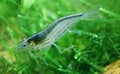 Amano shrimp Royalty Free Stock Photo