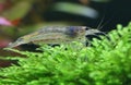 Amano shrimp Royalty Free Stock Photo