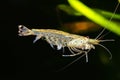 Amano shrimp