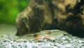Amano shrimps eating Royalty Free Stock Photo