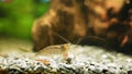 Amano shrimps eating dead neon Royalty Free Stock Photo