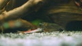 Amano shrimps eating dead  fish Royalty Free Stock Photo