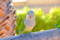 Amazon green parrot on Fuerteventura, Spain. Royalty Free Stock Photo