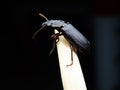 Amara aulica is a species of beetle of the genus Amara in the Harpalinae subfamily Royalty Free Stock Photo