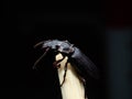 Amara aulica is a species of beetle of the genus Amara in the Harpalinae subfamily Royalty Free Stock Photo