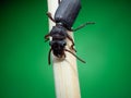 Amara aulica is a species of beetle of the genus Amara in the Harpalinae subfamily Royalty Free Stock Photo