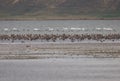 Amara lake swans and geese. Royalty Free Stock Photo