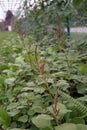 Amaranth, broadleaf weed in agriculture crop Royalty Free Stock Photo