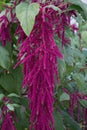 Amaranth bush. Amaranth is grown as leafy vegetables, cereals and ornamental plants. Amaranth seeds are a rich source of proteins