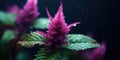 amaranth on a dark background close-up. Generative AI