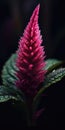 amaranth on a dark background close-up. Generative AI