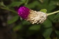 Amaranth is expiring and wilted naturally Royalty Free Stock Photo