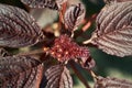 Amaranth flower and leaves, close-up. Amaranth any plant of the genus Amaranthus, typically having small green, red, or purple Royalty Free Stock Photo