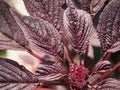 Amaranth flower and leaves, close-up. Amaranth any plant of the genus Amaranthus, typically having small green, red, or purple Royalty Free Stock Photo