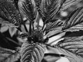 Amaranth flower and leaves, close-up. Amaranth any plant of the genus Amaranthus, typically having small green, red, or purple Royalty Free Stock Photo