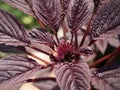 Amaranth flower and leaves, close-up. Amaranth any plant of the genus Amaranthus, typically having small green, red, or purple Royalty Free Stock Photo