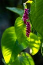 Amaranth. flowers of amaranth plant, amaranthus, pseudocereal with leaves macro. Royalty Free Stock Photo