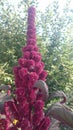 Amaranth on flowers bed