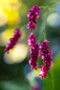 Amaranth. flowers of amaranth plant, amaranthus, pseudocereal with leaves macro. Royalty Free Stock Photo