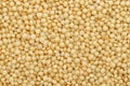 Amaranth grain, Amaranthus seeds, gluten free pseudocereal, close-up Royalty Free Stock Photo