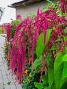 Amaranth is grown in South America as leafy vegetables, cereals and ornamental plants. Amaranth seeds are a rich source of