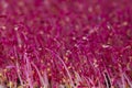 .amaranth microgreen plants background