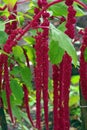 Amaranth Plant Royalty Free Stock Photo