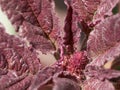 Amaranth plant, close-up. A plant with crimson leaves Royalty Free Stock Photo