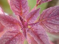 Amaranth plant, close-up. A plant with crimson leaves Royalty Free Stock Photo