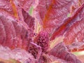 Amaranth plant, close-up. A plant with crimson leaves Royalty Free Stock Photo
