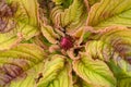 Amaranth Plant Close-Up Royalty Free Stock Photo