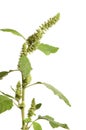 Amaranth Royalty Free Stock Photo