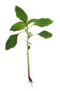 Amaranth Plant Royalty Free Stock Photo