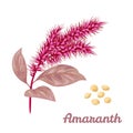 Amaranth plant and seeds. Vector illustration.