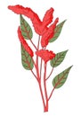 Amaranth plant vector illustration.Red amaranth vector