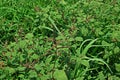 Amaranth plant, weed in upland crop