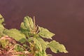 Amaranth plant, weed in upland crop