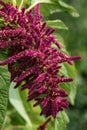 Inflorescence of red amaranth Royalty Free Stock Photo