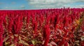 Amaranth closeup field on background under cloudy blue sky, from above view