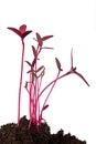 Amaranth seedling