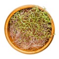 Amaranth sprouts, Amaranthus microgreens in wooden bowl Royalty Free Stock Photo