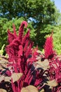 Amaranth tower red Royalty Free Stock Photo