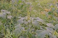 Amaranth, vegetable and broadleaf weed