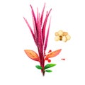 Amaranth vegetable isolated on white. Hand drawn illustration of Amaranthus, cultivated as leaf vegetables
