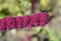 Amaranth Velvet Curtains